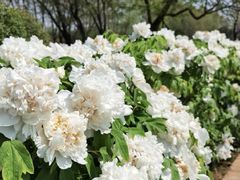 -洛阳市隋唐城遗址植物园
