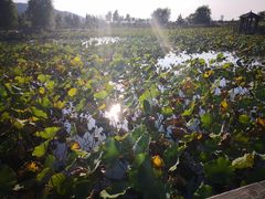 -羊亭河湿地公园