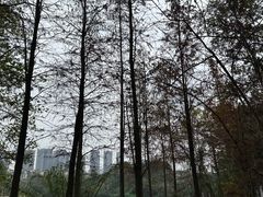 -重庆彩云湖湿地公园