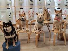 -柴迷FANS CLUB·柴犬狗咖·猫咖