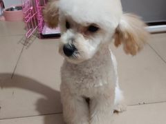 -FAELING PETS美天灵宠物(富力广场店)
