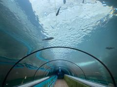 -悉尼海洋生物水族馆