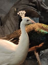 -Zoolung Zoolung动物主题公园(海信广场店)