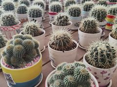 -荷兰花海