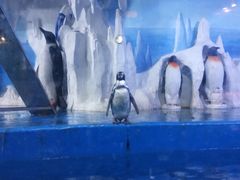 -多彩贵州城极地海洋世界
