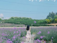 -紫颐香薰山谷景区