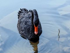 -麓湖高尔夫球俱乐部