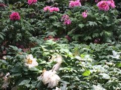 -洛阳市牡丹公园