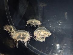 -大阪海游馆