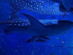 -成都浩海立方海洋公园