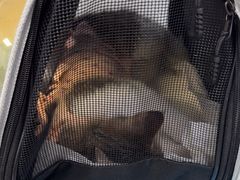 -纳吉亚猫专科动物诊疗中心(蒋宅口分院)