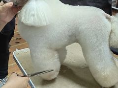 -鑫艺宠物美容培训学校