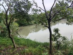 -广东花都湖国家湿地公园