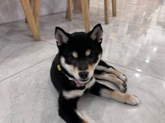 -柴犬小屋·柴餐厅·狗咖食堂(金鼎广场店)