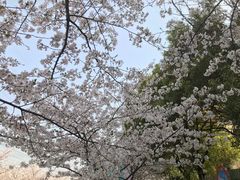 -高东镇樱花园