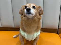 -艾贝尔宠物医院·宠保定点·超声绝育·免疫点(樱花路店)