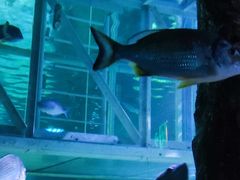 -悉尼海洋生物水族馆