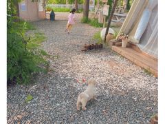 -安德鲁户外烧烤帐篷营地(马泉营店)