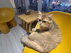 -藏猫猫咖啡主题馆(中央大道店)