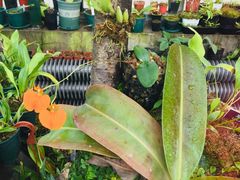 -国家植物园南园