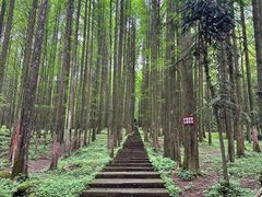 -武陵山森林公园