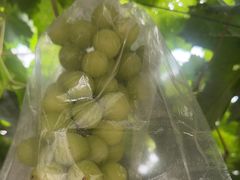 -马陆小张葡萄园农家乐