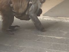 -西双版纳傣族园