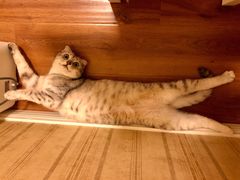 -伟伟宠物医院·瑞派猫友好医院·猫科(光谷店)