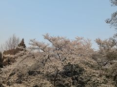 -嘉定紫藤园