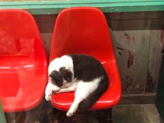 -猫咪博物馆(顶澳仔猫街店)