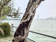 -无锡蠡湖国家湿地公园-蠡园