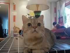 -万小咖.猫咖(中山路天虹店)