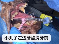 -立德动物医院·重症转诊·24H夜诊·CT·心脏彩超(顺德中心分院)