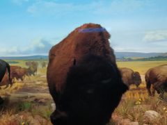 -贝林大翅鲸简餐厅(国家海洋博物馆店)