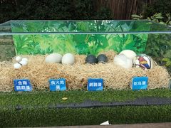 -广州长隆飞鸟乐园
