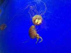 -上海海洋水族馆