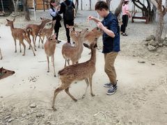 -鹿境梅花鹿生态园区