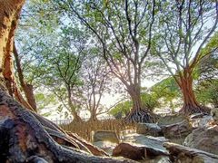 -宝安西湾红树林湿地公园