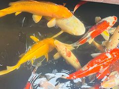 -侠成水上农庄(工业大道店)