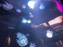 -大明湖海底世界