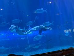 -华夏文旅海洋公园