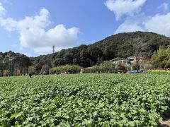 -广州市石门国家森林公园
