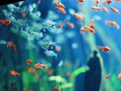 -成都浩海立方海洋公园