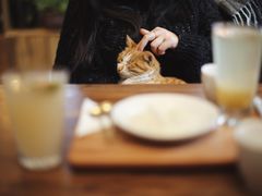 -知亘茶食