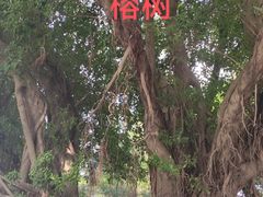 -九龙寨城公园