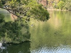 -深圳仙湖植物园