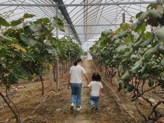 -马陆小张葡萄园农家乐