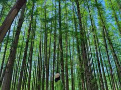 -日照海滨国家森林公园