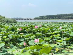 -丁香湖公园