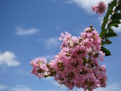 紫薇花迷宫-长廊欢乐园